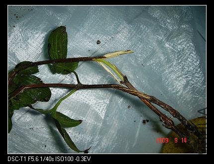 DSC05825.jpg