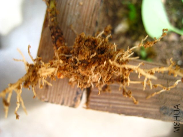 �����5��22��Ǥ����Ͷ���