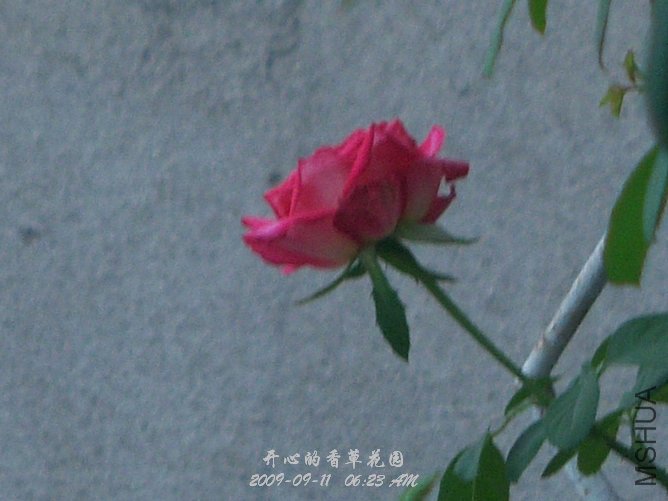 ����˵�к�˫ϲ,��̫��