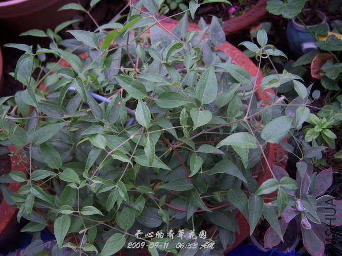 С�Ķ�,����������,ǿ��