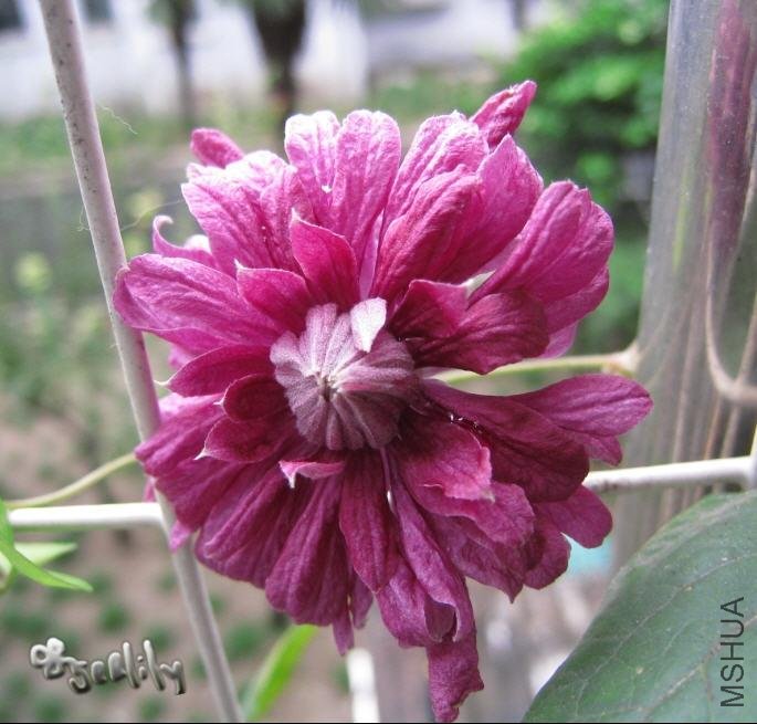 2009-09-18 ������2-do.jpg