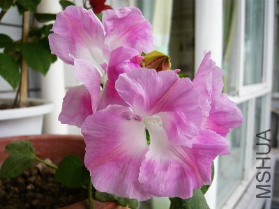 20090424_bc1e8bd47b541c2c6487lW1OlAziZlD6.jpg