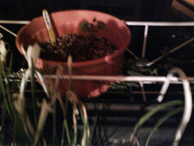 DSC00938.jpg