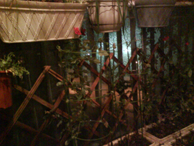 DSC00935.jpg