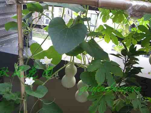 ���� CIMG1661.jpg