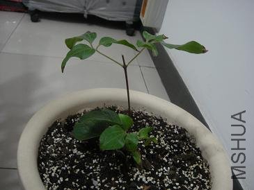 ������΢����