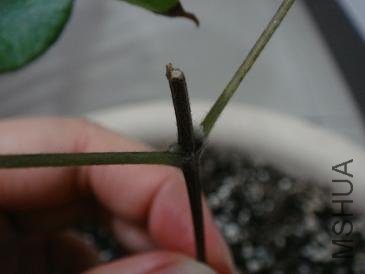 ������΢�����˺þõ�ѿ