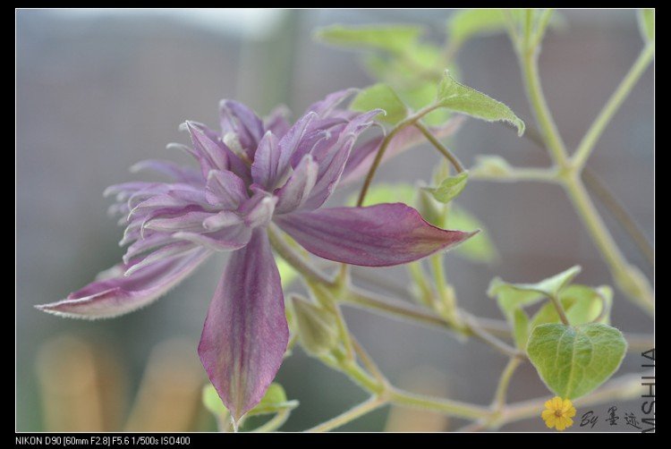 nEO_IMG_��Ƭ 003.jpg