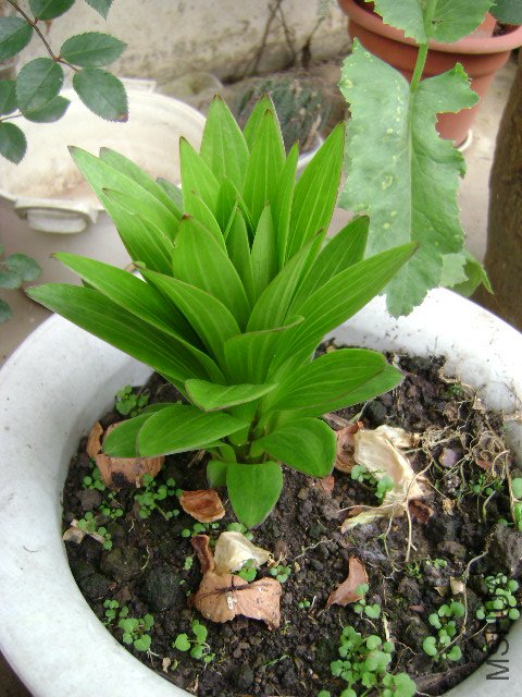 DSC03051.JPG