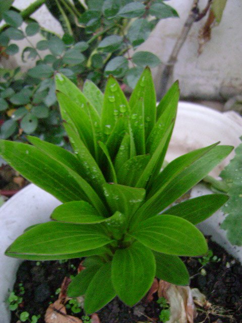 DSC03074.JPG