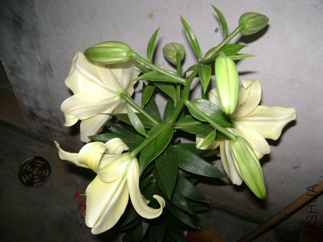 DSC04480.JPG