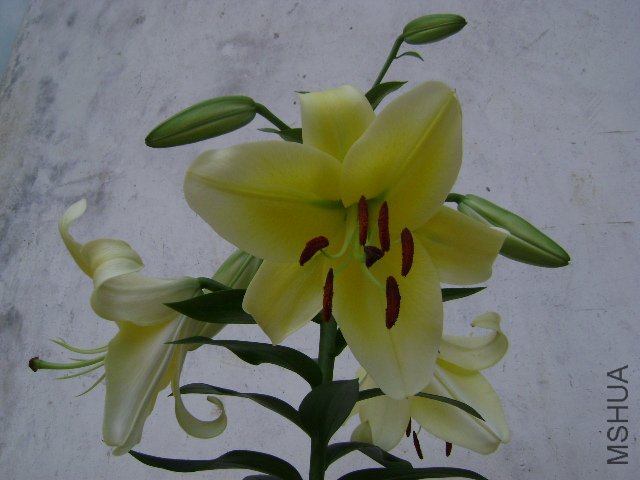 DSC04452.JPG