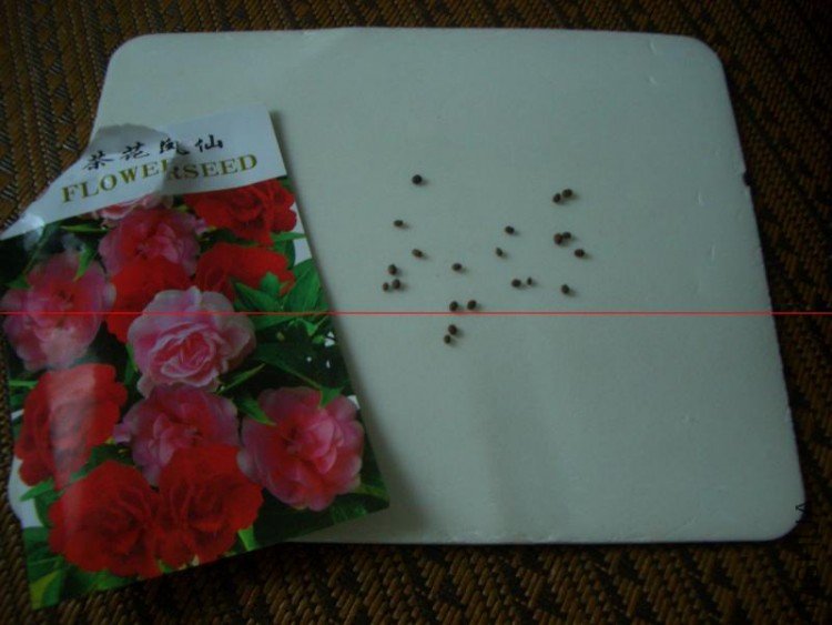 CIMG1461_800x600.JPG