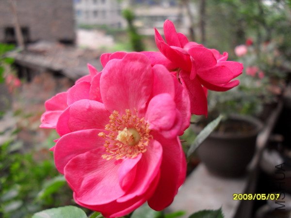 SDC10835.jpg