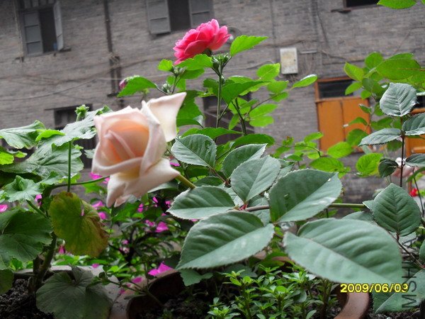 SDC11520.jpg