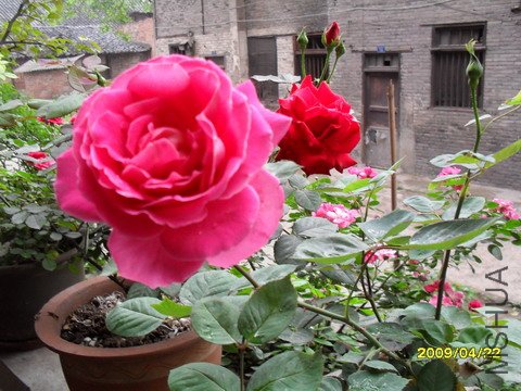 SDC10496.jpg