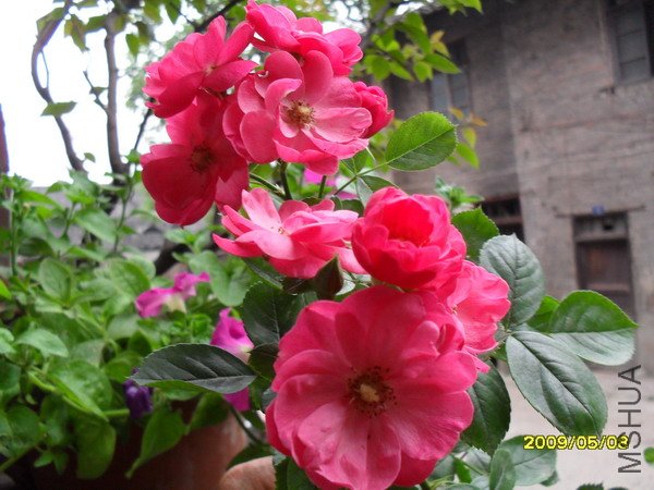 SDC10889.jpg