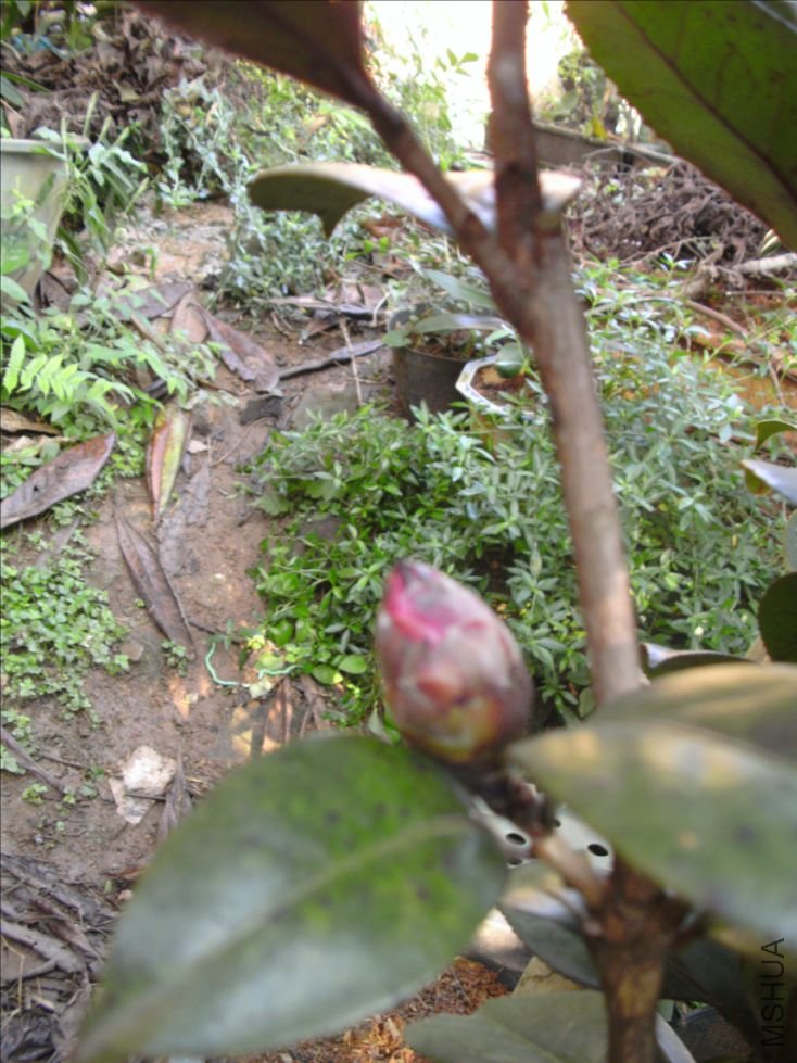 DSCK0800.JPG