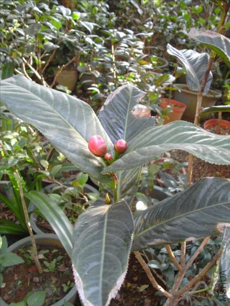 DSCK0799.JPG