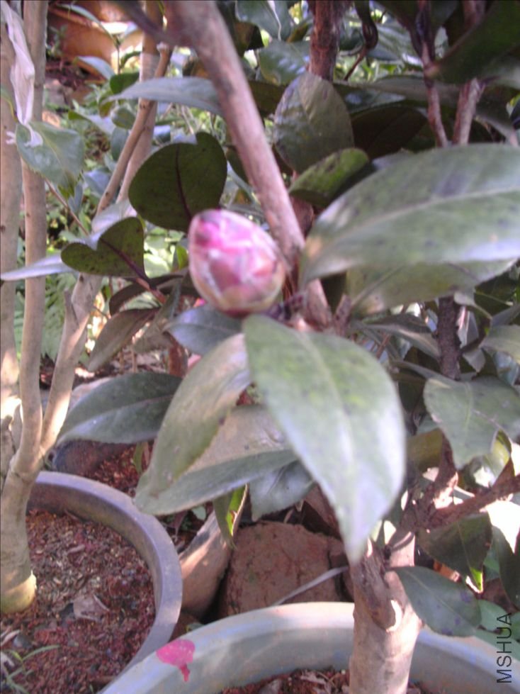 DSCK0801.JPG