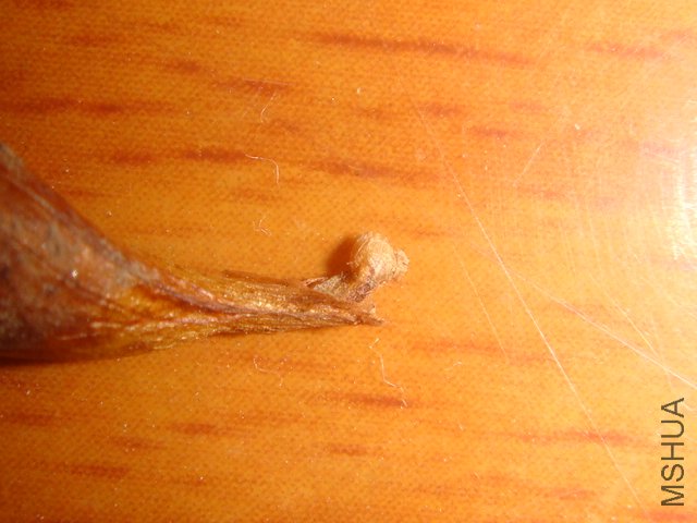 DSC05517.JPG