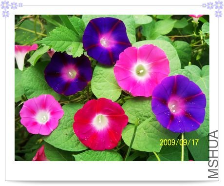 ��ɽ����Ұ���ĵ�ǣţ��