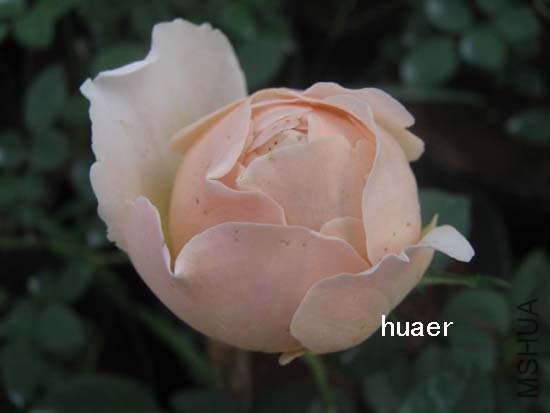 IMG_6170 ����.jpg