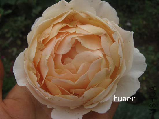 IMG_6184 ����.jpg