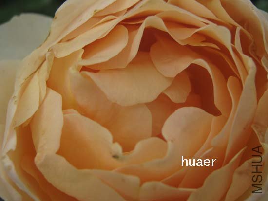 IMG_6176 ����.jpg