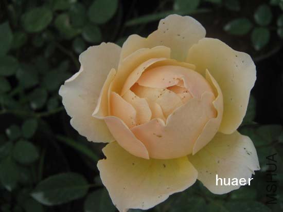 IMG_6165 ����.jpg