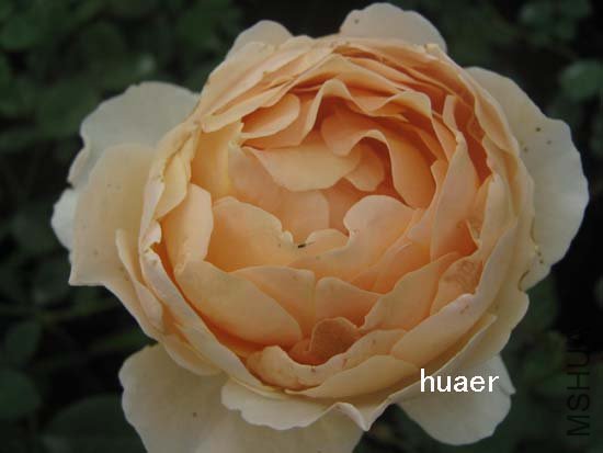 IMG_6175 ����.jpg