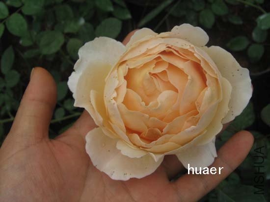 IMG_6172 ����.jpg