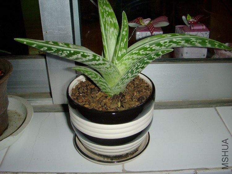DSCN0371.jpg