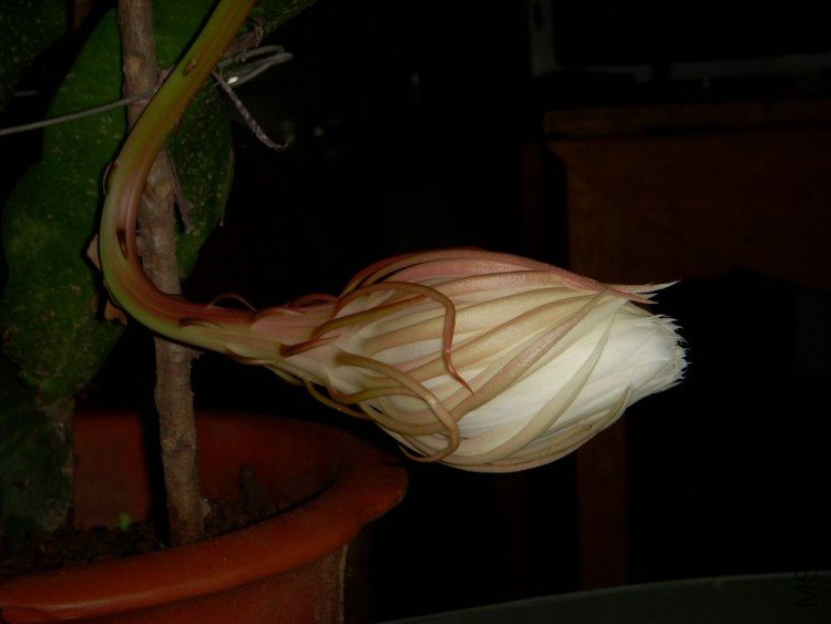 DSCN0422.jpg