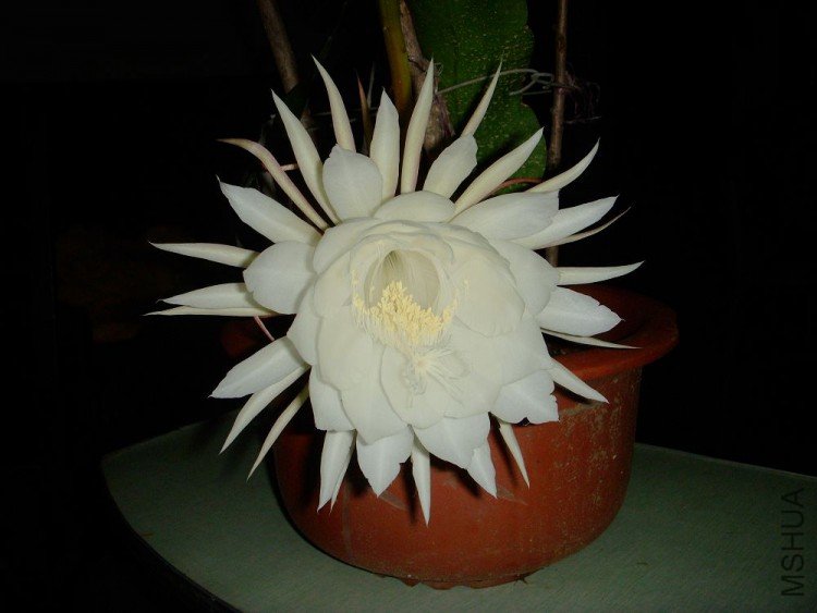 DSCN0442.jpg