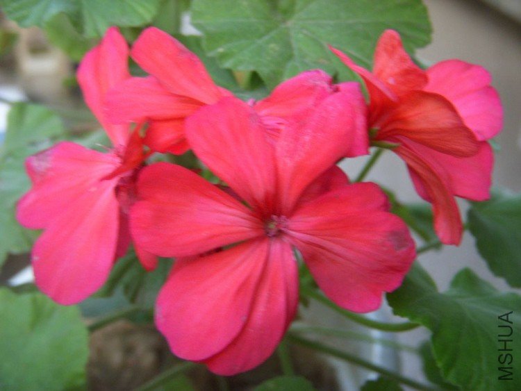 DSCN0418.jpg