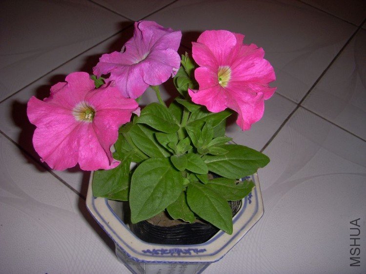 DSCN0454.jpg