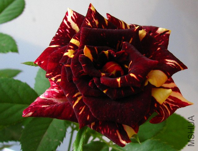 IMG_0467��Abracadabra .jpg