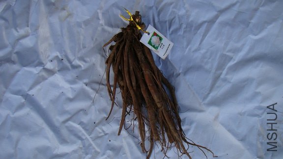 ��û�ж����Ʒ�֣���������԰�ۡ�