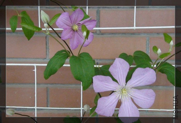 Comtesse de Bouchaud2.jpg