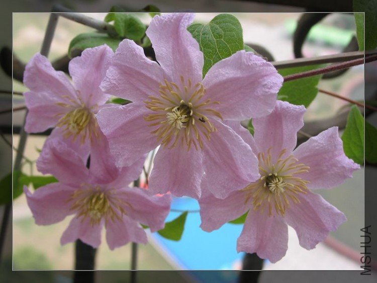 Comtesse de Bouchaud.jpg