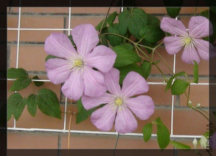 Comtesse de Bouchaud1.jpg