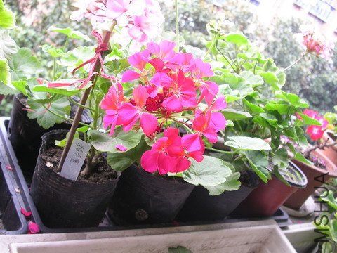 PICT0267_��С��С.JPG