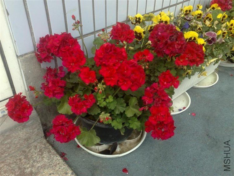 2009.05.26-1 (��).jpg