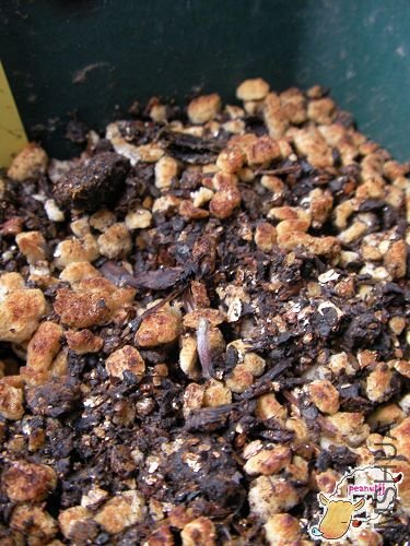 spring charm orange.jpg