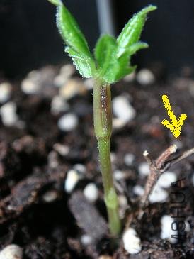 ��ͷ����֮ǰǿ��ʣ�µ���֦��