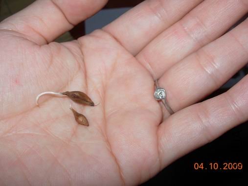 ������С DSCN5895.JPG