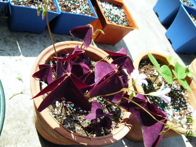 DSCF0424.jpg
