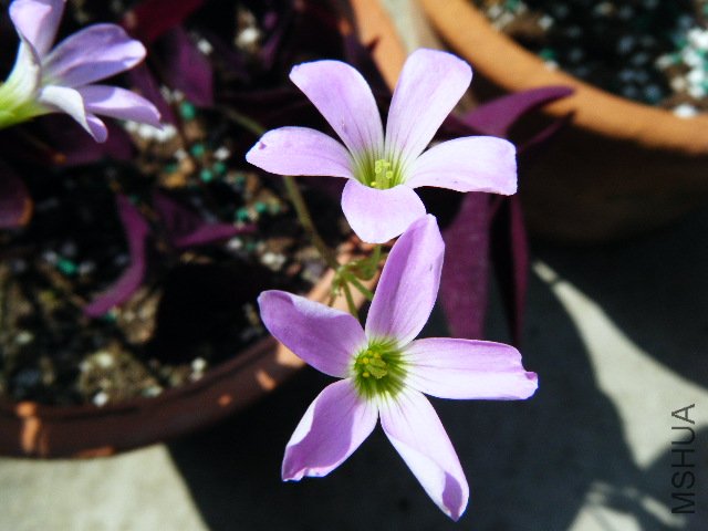 DSCF0423.jpg