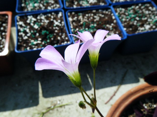 DSCF0422.jpg